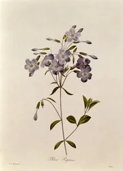 Phlox reptans